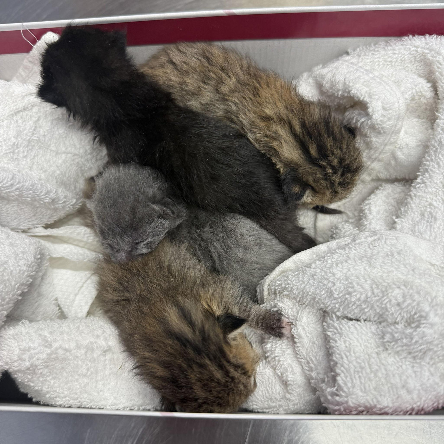 The kittens first vet visit.