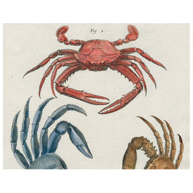 John Derian Decoupage Plate: Crabs (p 195)