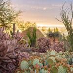 Desert Botanical Garden