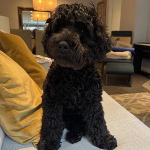 Louis's AKC Good Citizen Dog Training