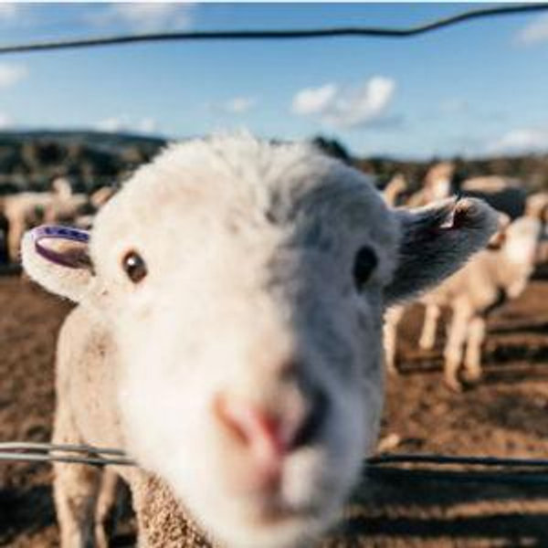 Sheep Barn & Fence Fund