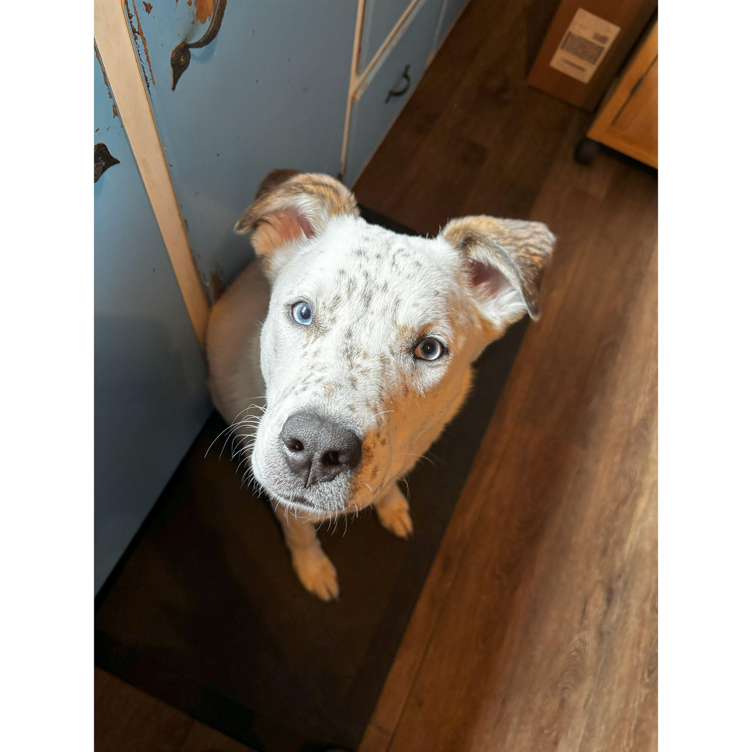 Our handsome puppy, Jaček