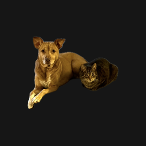 Year's Supply Of Pet Treats