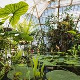 Conservatory of Flowers