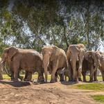 San Diego Zoo Wildlife Alliance