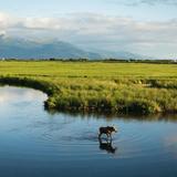Wildlife Tours