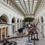 Activity: Field Museum