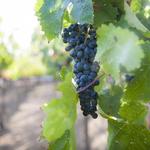 Newport Beach Vineyards & Winery