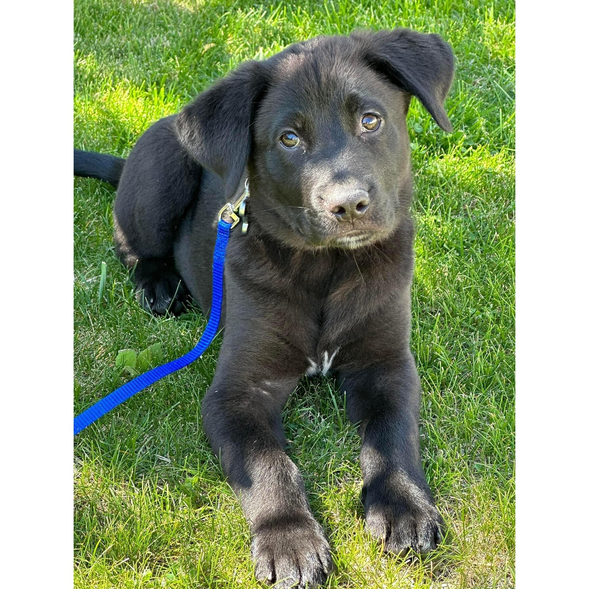 Adopted our newest family member, Stout!