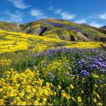 Carrizo Plain National Monument