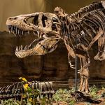 Carnegie Museum of Natural History