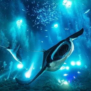 Night Time Manta Ray Snorkeling for 2