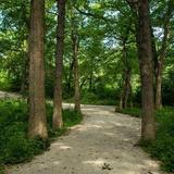 Fullersburg Woods Forest Preserve