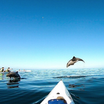 Atlantic Outlook- Kayak with dolphins