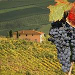 Wine Tasting in Chianti