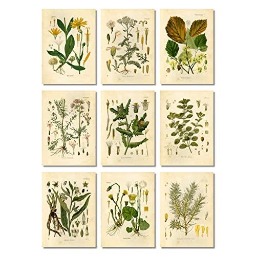 Ink Inc Botanical Prints Medicinal Herbs Therapeutic Plants Wall Art - Set of 9-5x7 - Matte - Unframed