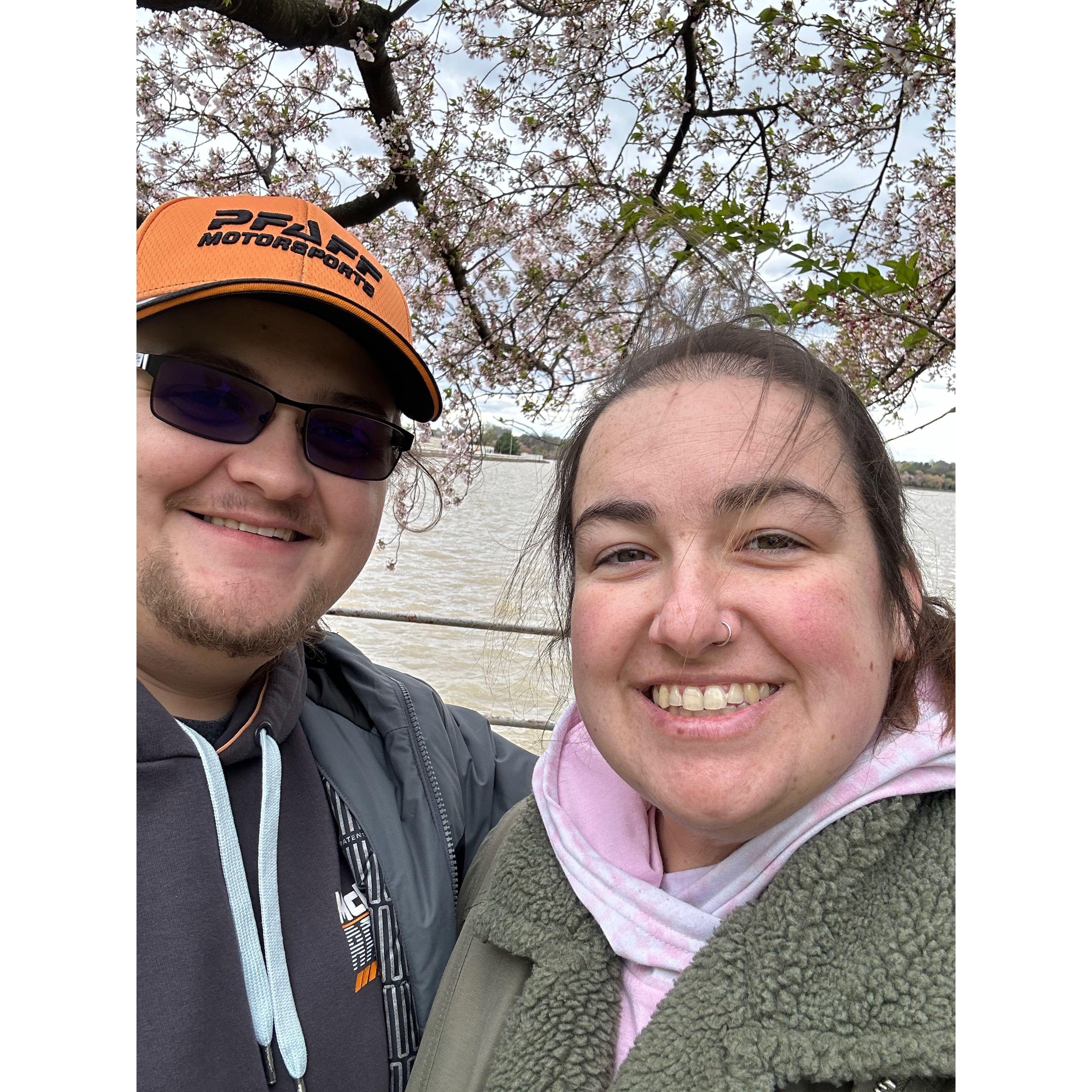 Cherry blossoms