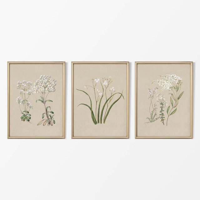 Set of Three Vintage Botanical Drawings, Antique Watercolour Paintings, Flower Wall Art, Farmhouse Décor, PHYSICAL Paper Prints #S3-0013