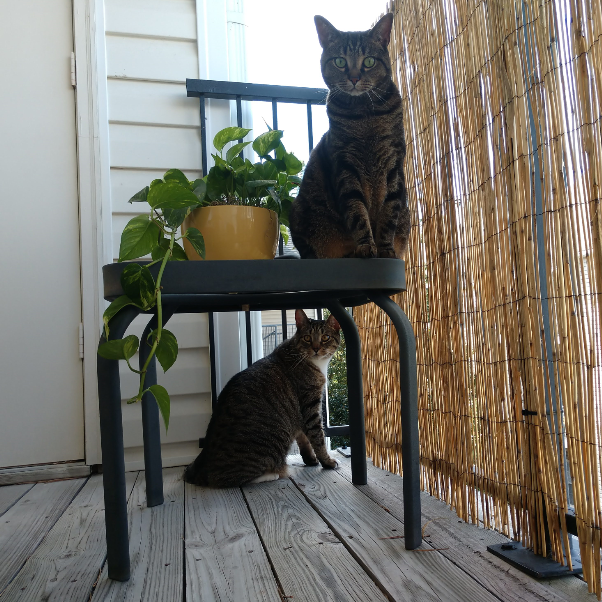 Sitting outside with Link & Kovu