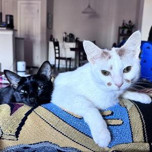 Cat Fund