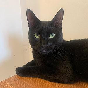 Pet Sitter For Our Honeymoon
