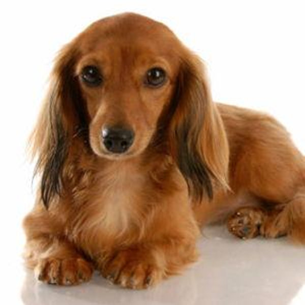 Puppy Fund