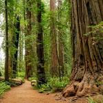 Hendy Woods State Park