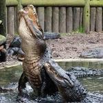 Saint Augustine Alligator Farm