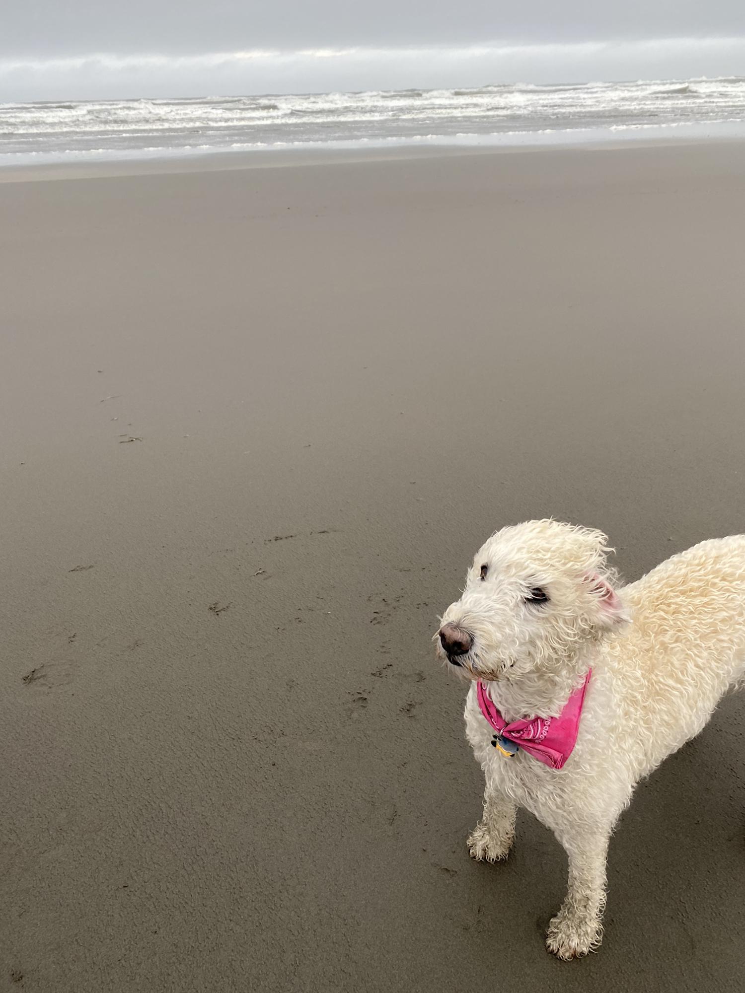 30mph winds make for some great dog pictures!