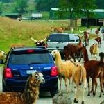 Virginia Safari Park