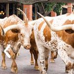 Fort Worth Stockyards