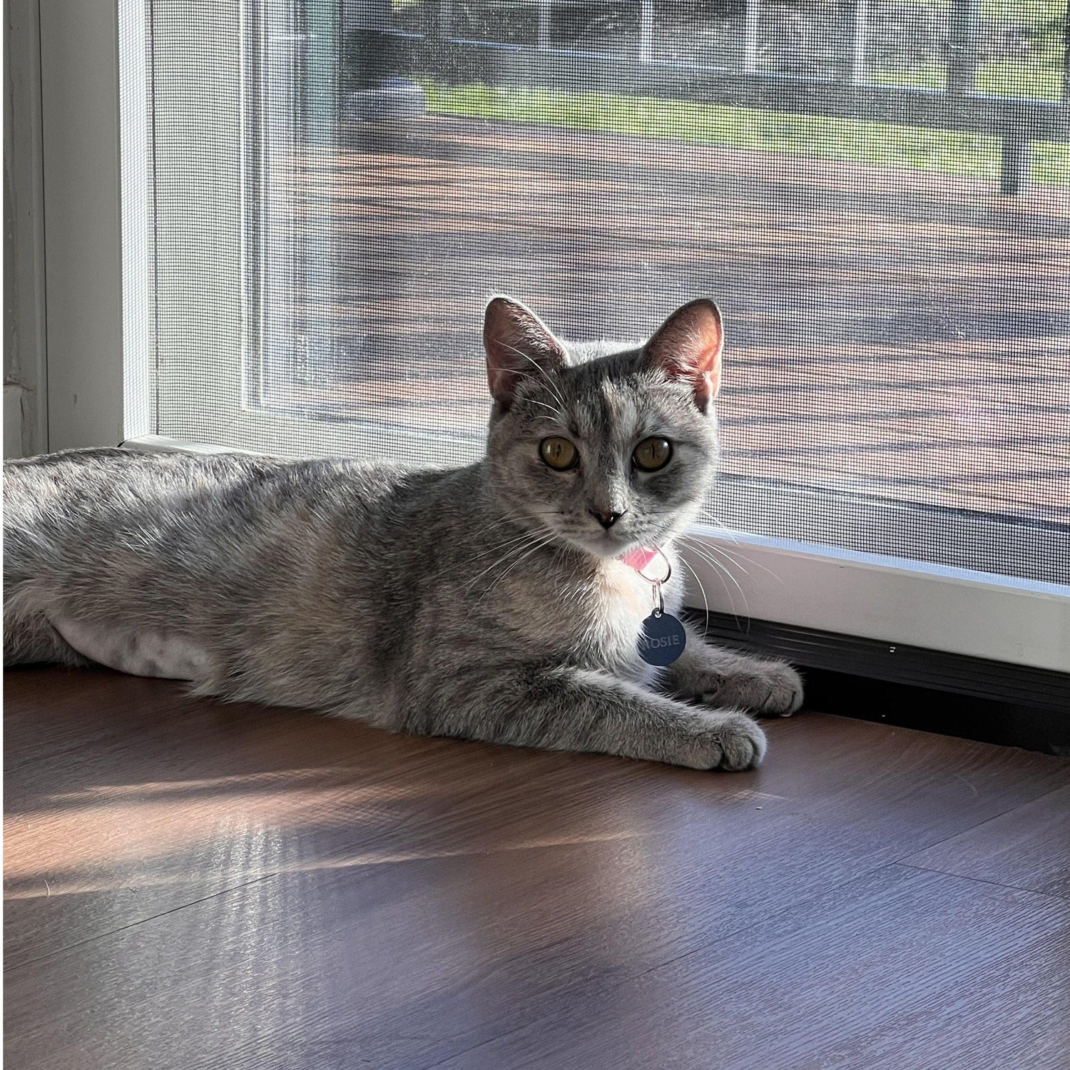 Our first cat Rosie