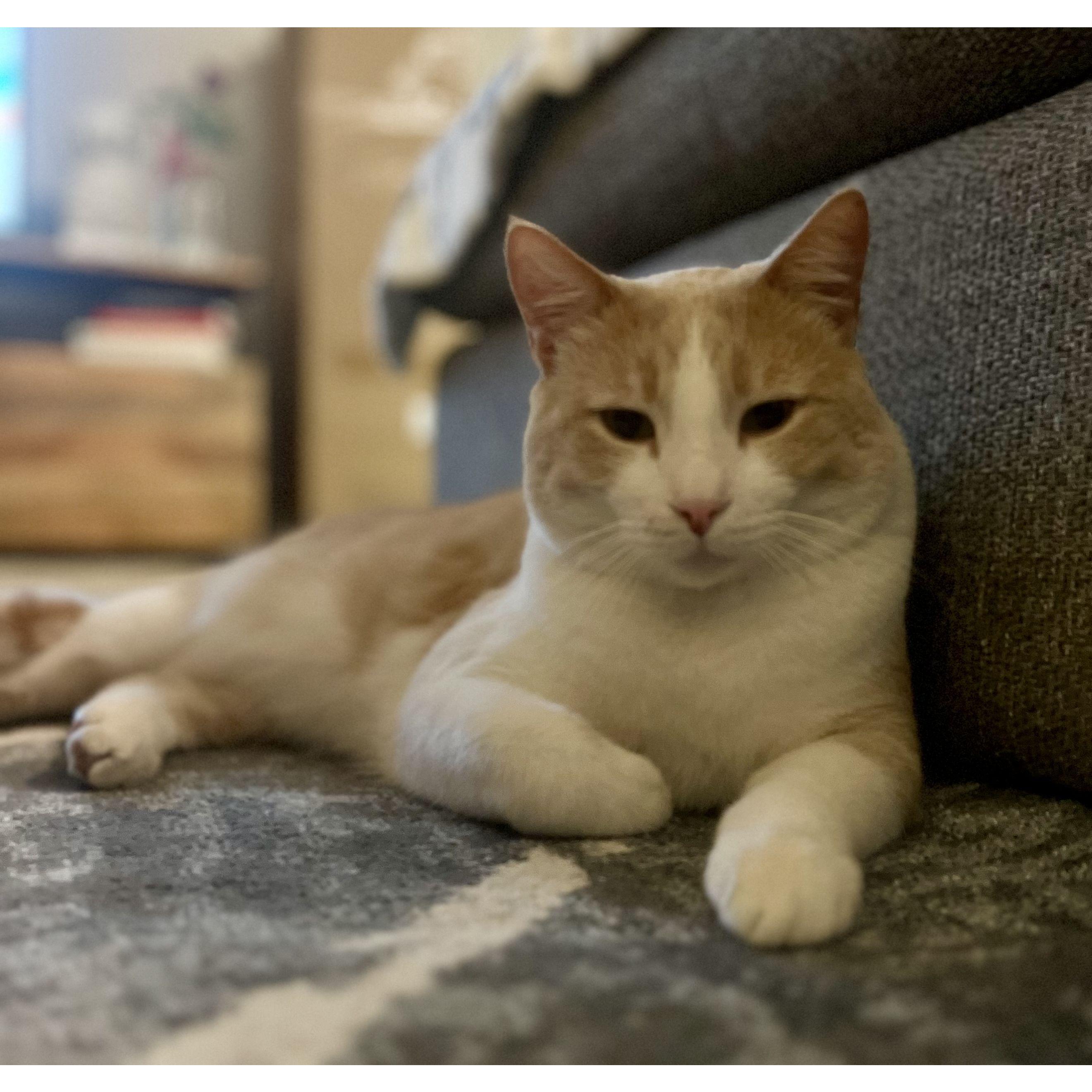 After Rex passed away, I wasn't ready for another dog. I told Melina that the ONLY way I would be okay with a cat, is if it acted like a dog. Meet Canelo, the cat who's really a dog.