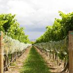 Wineries + Breweries