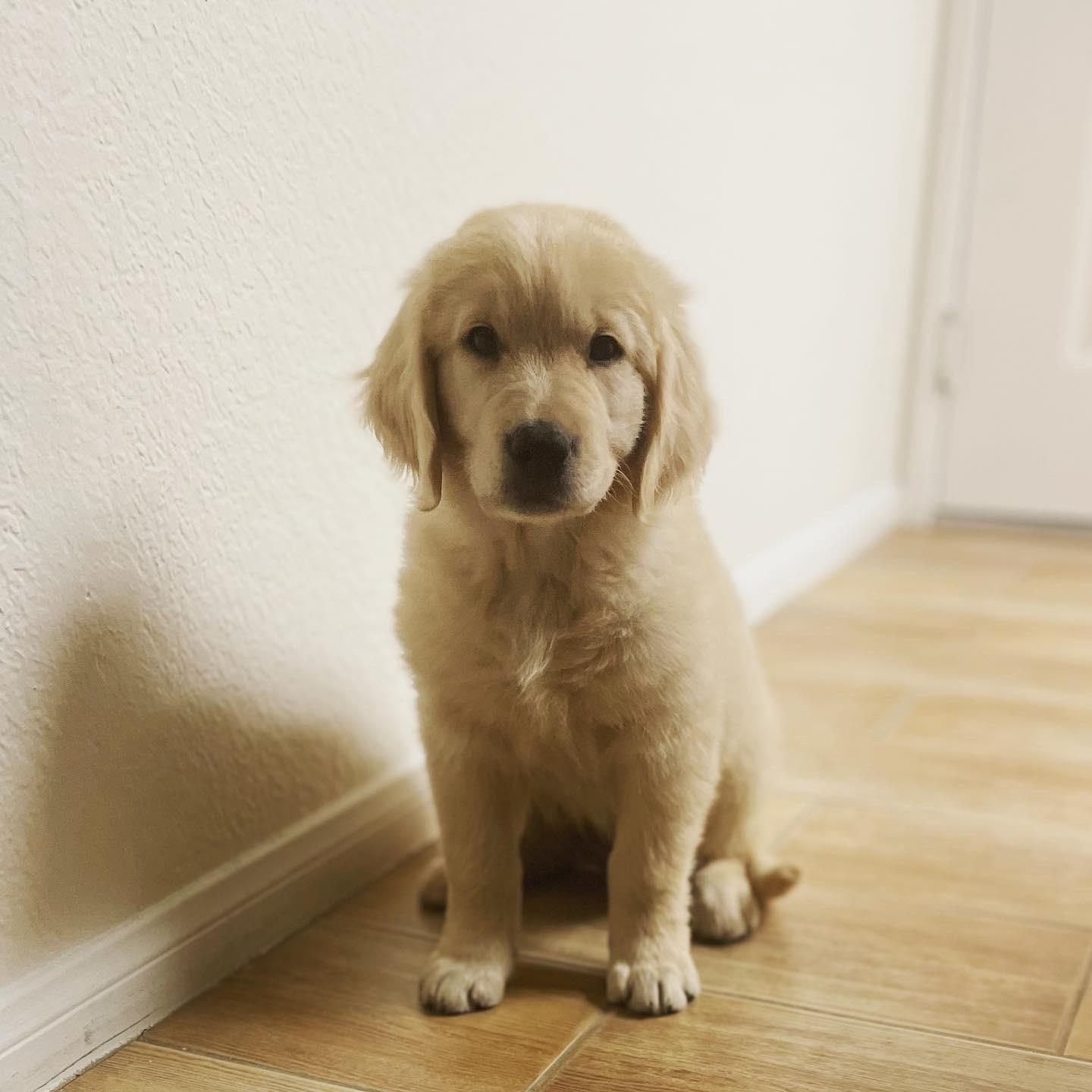 SEPTEMBER 21, 2021 - 
The day they brought Corbin Home. He was so tiny & fluffy!
