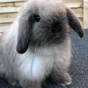Our New Bunny