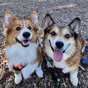 Pet Treats for the Sweetest Pair
