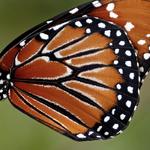 Calusa Nature Center & Planetarium