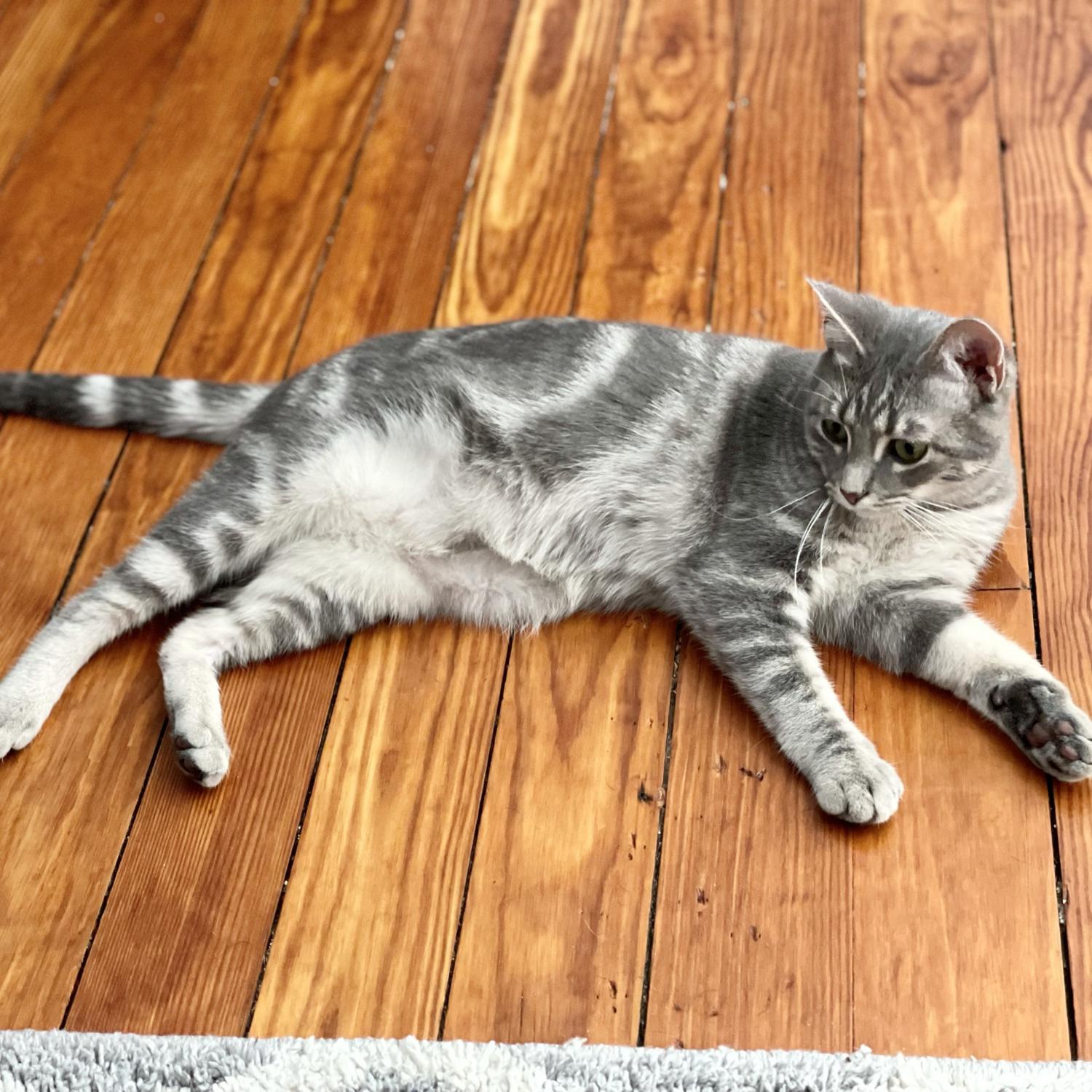 Our cat Persephone aka Persey
