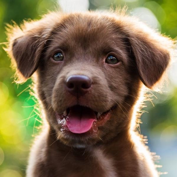 Our New Puppy