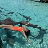 Swim with the sharks!