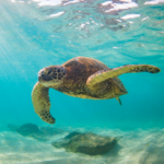 Snorkel with Sea Turtles