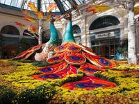 Bellagio Conservatory & Botanical Gardens