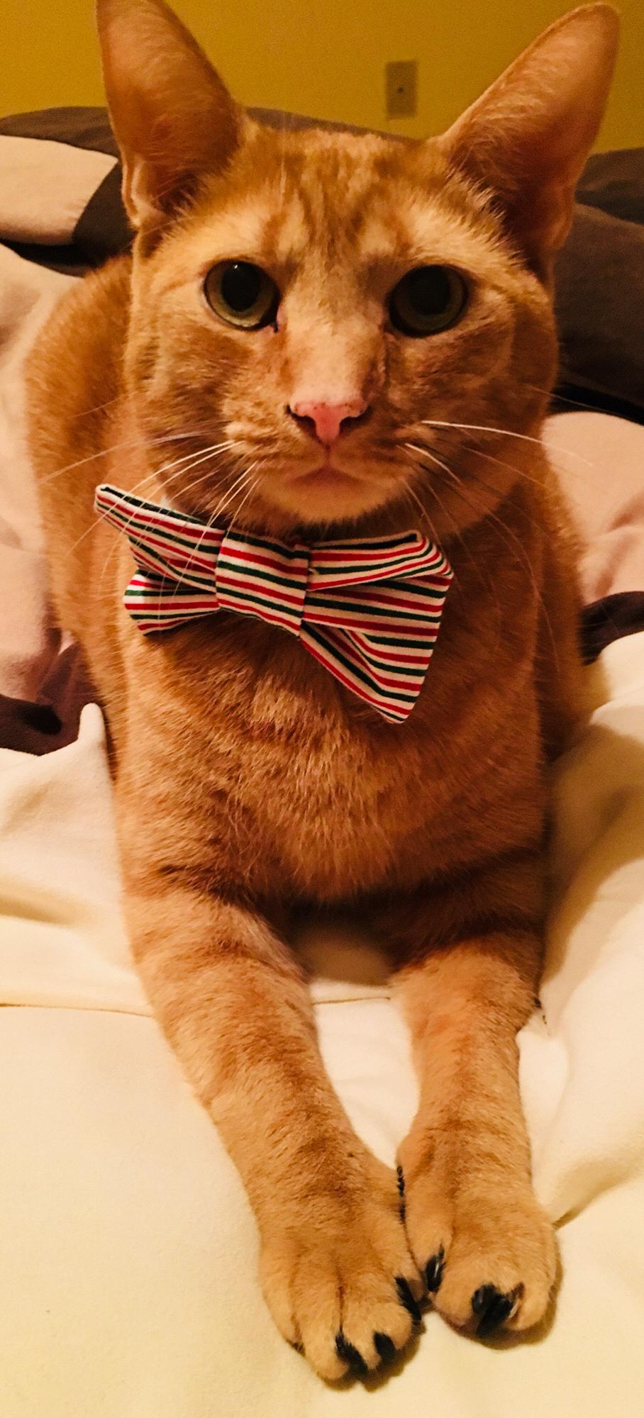 Apollo dressed up for the engagement!