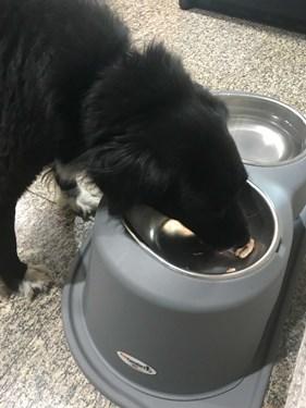 Elevated Dog Bowls & Cat Dishes - Custom Pet Feeder  | PetComfort