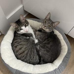 Cat Boarding for Our Honeymoon