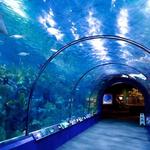 Audubon Aquarium