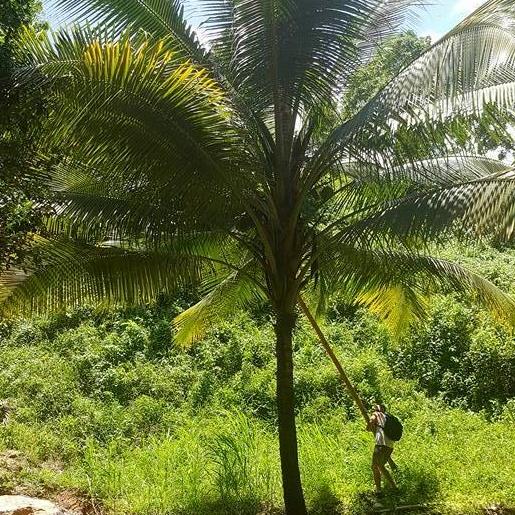 Always after coconuts.... Martinique 2018
