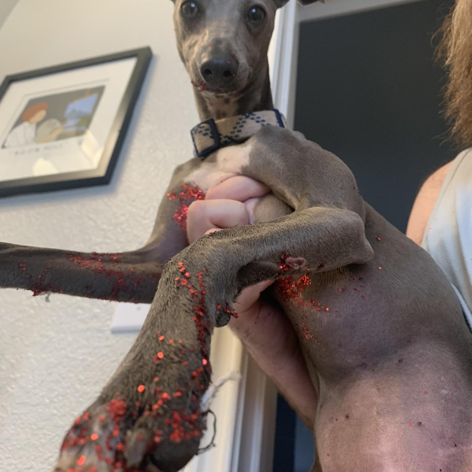 That time Mouse got into glitter & glue, 2 hours before our family photoshoot :D Valentine's Day 2024