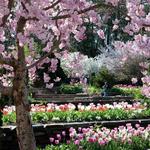 Sarah P. Duke Gardens (and Duke Campus)